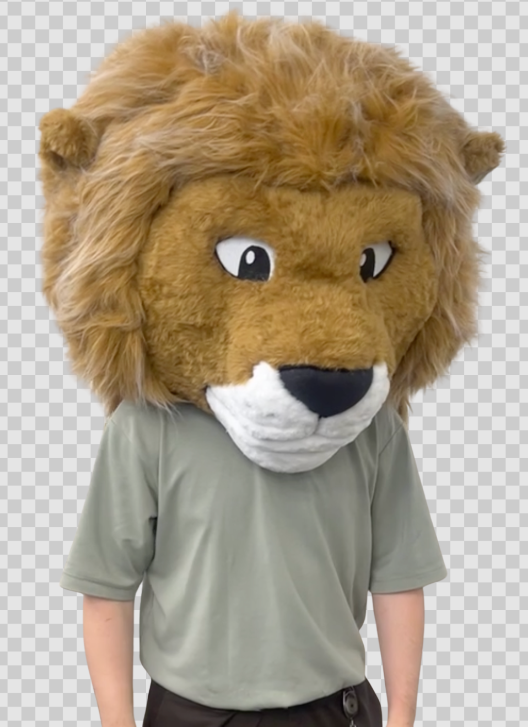 Library Lion